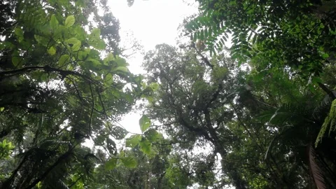 Forest Top 库存影片 89778487