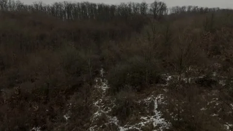 Forest top on Stock Footage 301901684