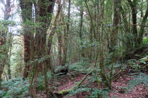 Forest on the top of the mountain Stock Photos