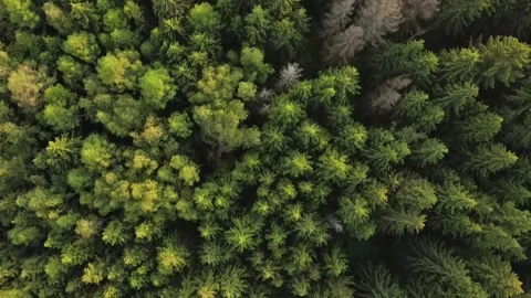Forest, top view with drone Stock Footage 162167320