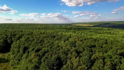 Forest top view. Stock Footage 79040732