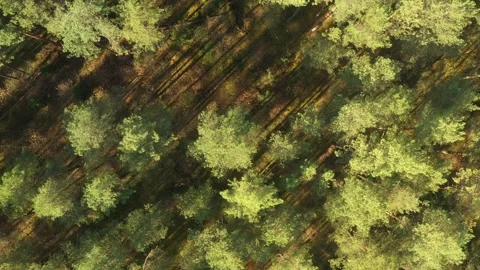 Forest top view. Stock Footage 161600313