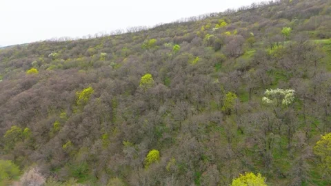 Forest top view. Тaken with a drone. Stock Footage 273867968