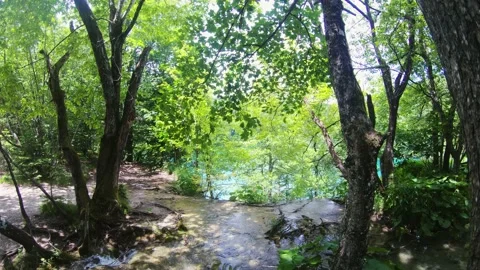 Forest on a top of the waterfall, trees growing under water. Submerged forest. Stock Footage 151114515