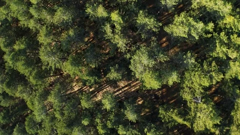 Forest Topdown 01 – Tara Mountain Pine Trees Aerial Shot Stock Footage 323106309