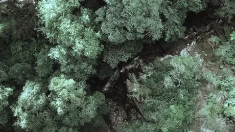 Forest tour Stock Footage 151581842