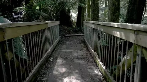 Forest Tour Stock Footage 212489071