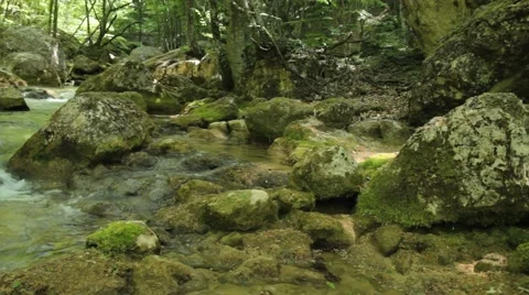 Forest tourst in gather Stock Footage 48117233