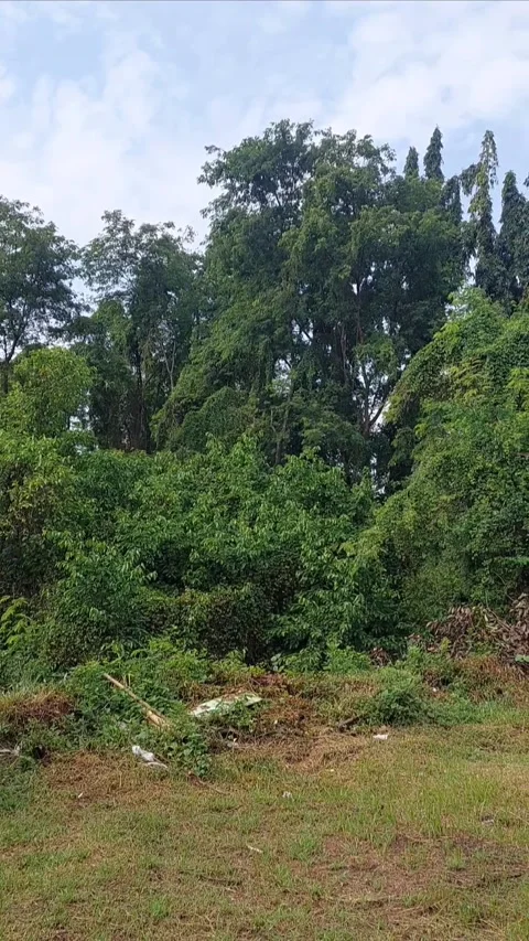 Forest in Town, Vertical Stock Footage 301418760