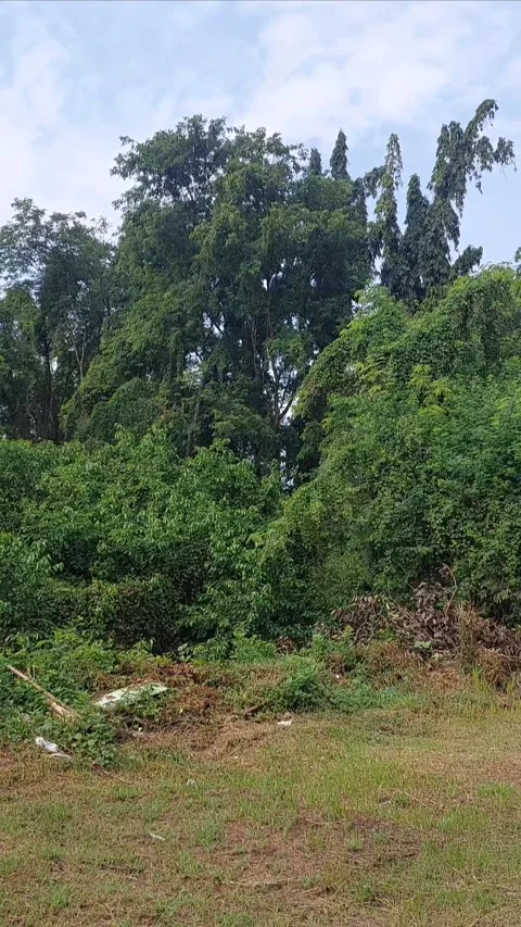 Forest in Town, Vertical Footage Video stock 301418755