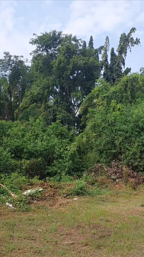 Forest in Town, Vertical View Stock-Footage 301418766