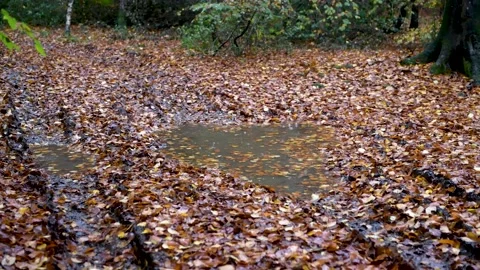 Forest track and puddle, rain storm Stock Footage 142099307