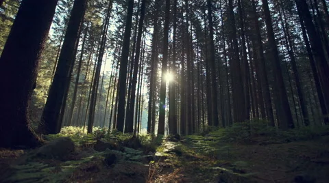 Forest track between conifers on a misty morning. RAW video record Video stock 67460678