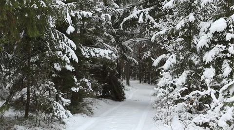 Forest track Stock Footage 46629187