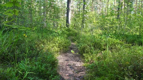 Forest Track Vídeo Stock 113997414