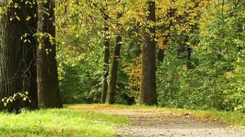 Forest track littered with fallen leaves first Vídeo Stock 12153256