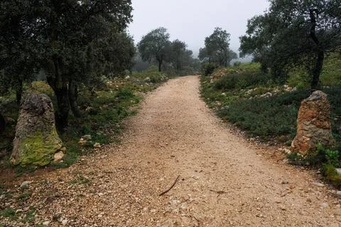 Forest track with mounds to close the path Photos