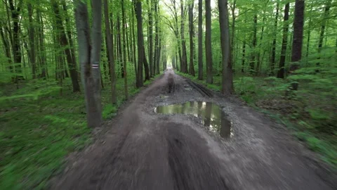 Forest track. Old trees. After rain. Stock Footage 240437114