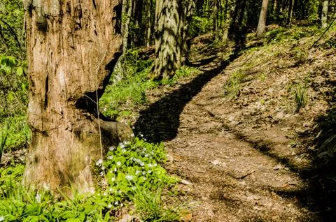  Forest track Stock Photos