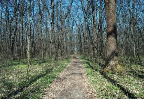 Forest track Stock Photos