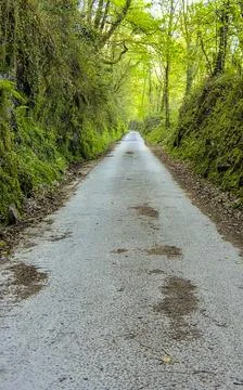 Forest track Stock Photos