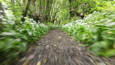 Forest track with Wild Garlic low viewpoint of an animal running Stock Footage 241484249