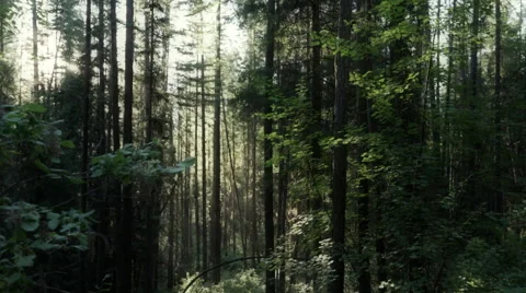 Forest tracking cinematic Stock Footage 45874050