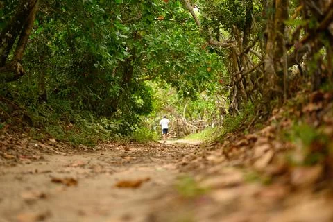 Forest tracking for jogging. View from down Stock Photos