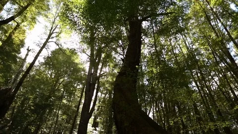 Forest Tracking Lens Flare Vídeo Stock 101264457