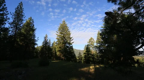 Forest tracking shot blue sky Stock Footage 45873972
