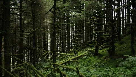 Forest tracking shot, collapsed tree moss covered clearing, ferns in foreground Vidéo 91656765