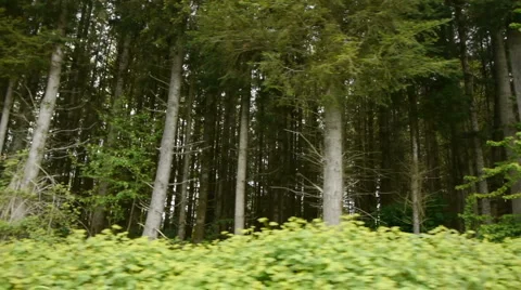 Forest tracking shot 動画素材 5589650