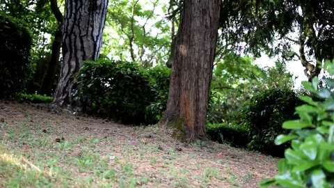 Forest tracking shot Stock Footage 76217032