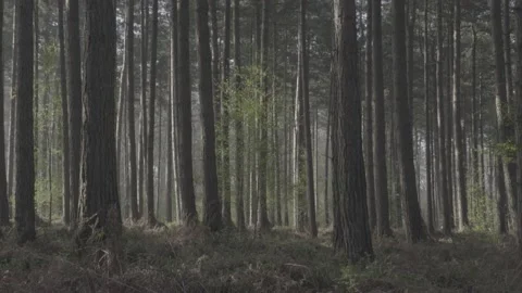 Forest Tracking Shot Stock Footage 136307182