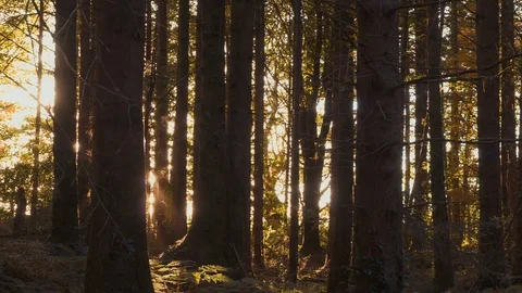 Forest tracking shot at sunset Stock Footage