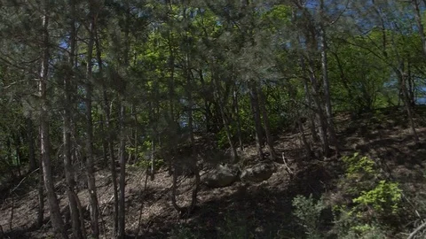 Forest traffic in the sun Stock Footage 91402457