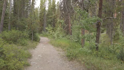 Forest Trail 02 UHD Stock Footage 178975832