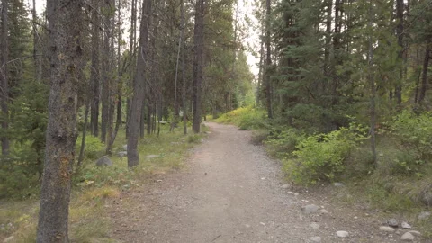 Forest Trail 03 UHD Stock Footage 178581684