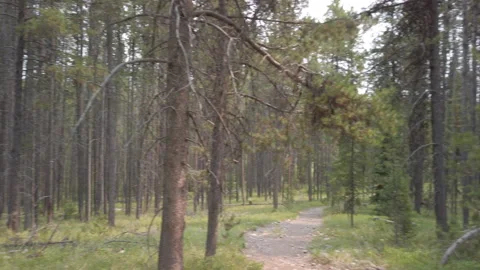 Forest Trail 04 UHD Stock Footage 178977471