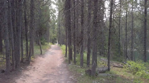 Forest Trail 05 UHD Stock Footage 178718823