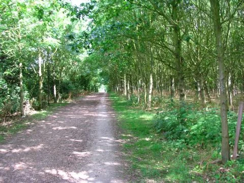 Forest Trail 06 Stock Photos