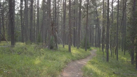 Forest Trail 06 UHD Stock Footage 178689112