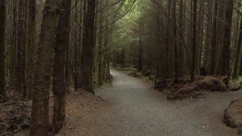 Forest trail (2 clip sequence) Video stock 75238729