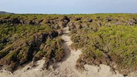 Forest trail 4K Drone Video stock 124253431