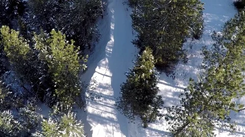 Forest trail aerial by dwking Video stock 81412224