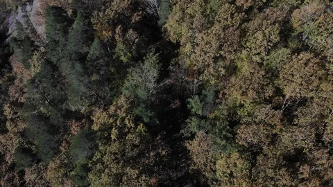 Forest trail from the air. Aerial view of the forest. Live background. Stock Footage 125536716