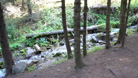 A forest trail along a mountain river. Video stock 160675336