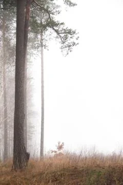 Forest trail among the beech trees on a foggy, rainy autumn day. Stock Photos