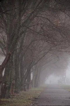 Forest trail among the beech trees on a foggy, rainy autumn day. Stock Photos