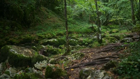 Forest trail beside a flowing stream, surrounded by lush greenery, moss-covered Stock Footage 285383266